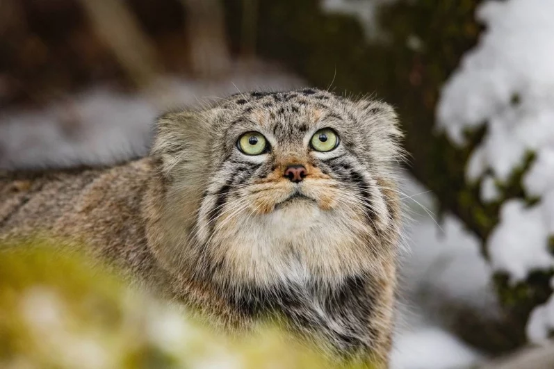 Похож на милое облако.