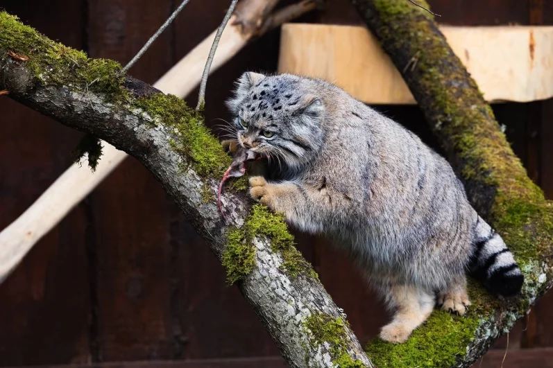 Поедает мышь.