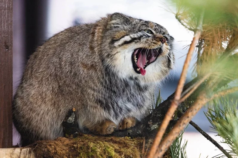 Острые зубы манула позволяют легко перемалывать пищу.
