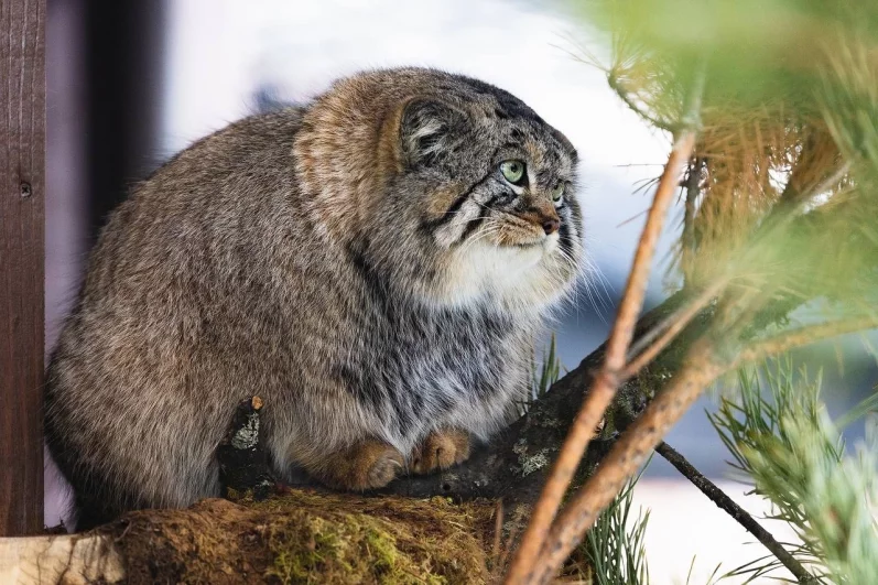Манул Борис стал круглым словно шар.