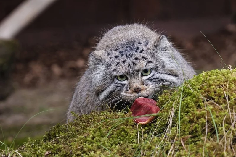 Манул Борис готовится к еде.