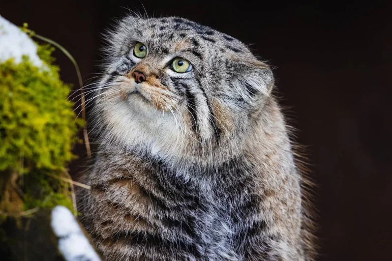 Пушистое животное начнет линять, когда потеплеет.