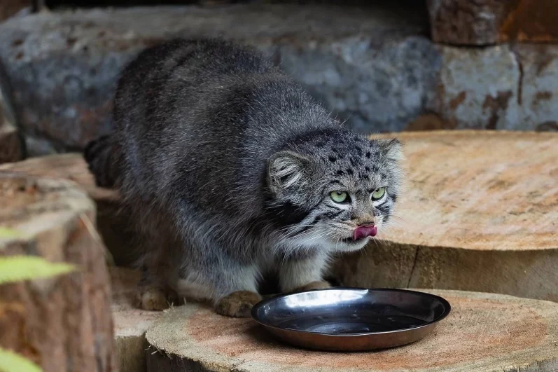 Так Борис выглядел, когда его только привезли.