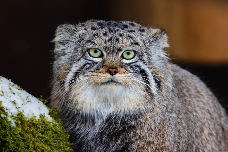 Кошачий взгляд.