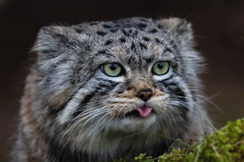 Показывает язык.