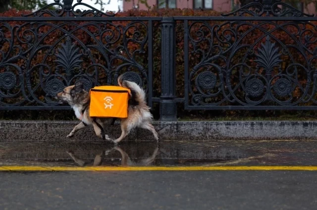 Актёрами ролика стали собаки — подопечные зоозащитников.