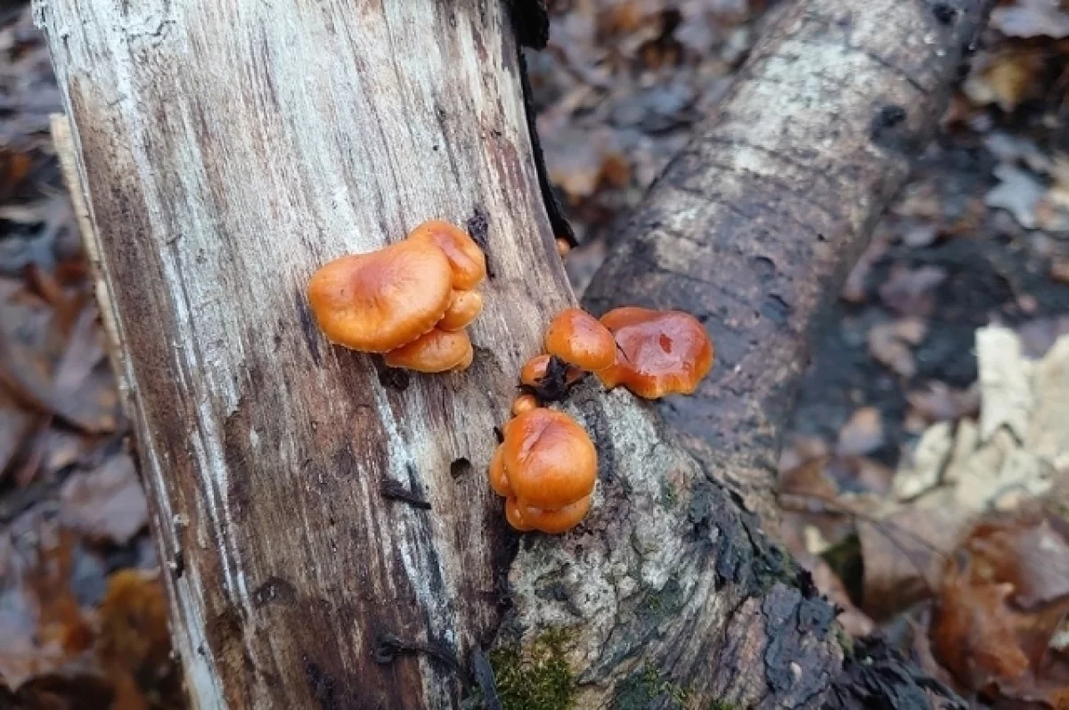 Грибной бум в декабре: эксперт рассказал об аномальном урожае этой зимой