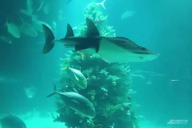 «Волшебный «подводный» сюрприз ждет всех гостей экспозиции — праздничная елка в большом морском аквариуме.