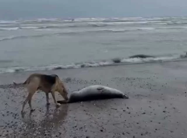 Тела мёртвых животных уже рвут городские собаки.