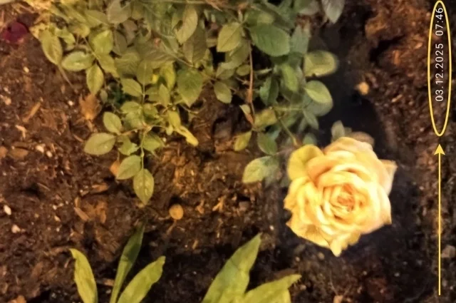 Зимняя роза Васильевского острова, снятая главным синоптиком Петербурга Александром Колесовым 3 декабря.