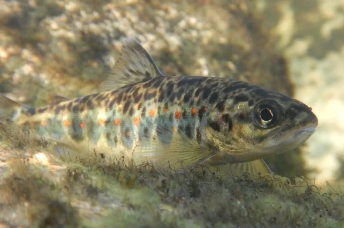 Карельские учёные создали гнезда-инкубаторы икры лосося и кумжи