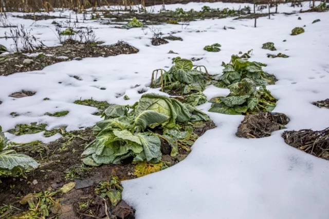Плодородие почвы напрямую зависит от того, сколько в земле органики. А органика — это перегнившие остатки растений. 