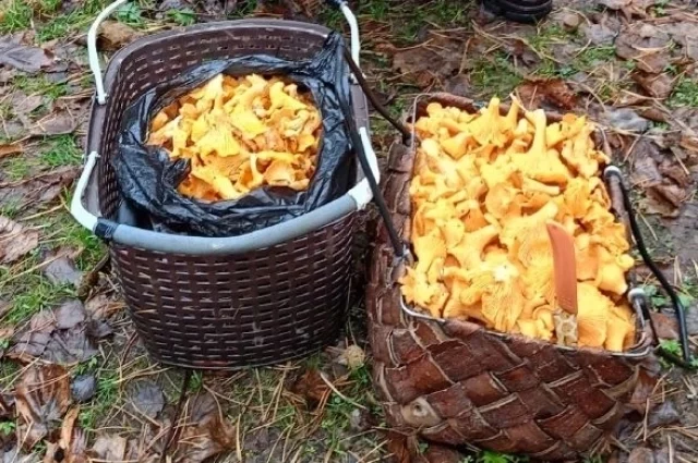 Невиданный урожай лисичек в декабре.