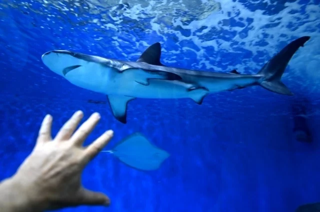 Лучше не протягивать пальцы к хищнице - подумает, что вы её угощаете.