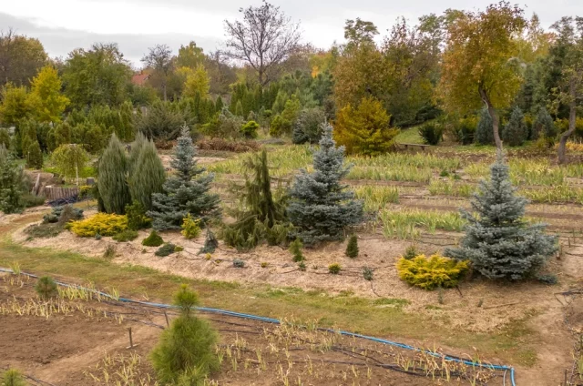 В последнее время наблюдается настоящий бум на хвойные растения.