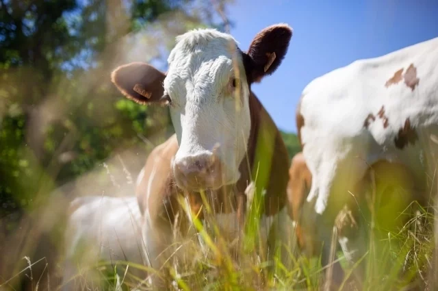 Животноводством в Крыму заниматься сложно.