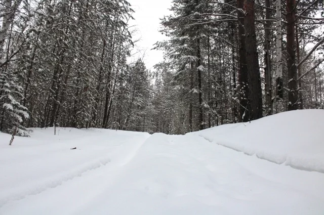 Некоторых потерявшихся югорчан обнаружили в лесу. 