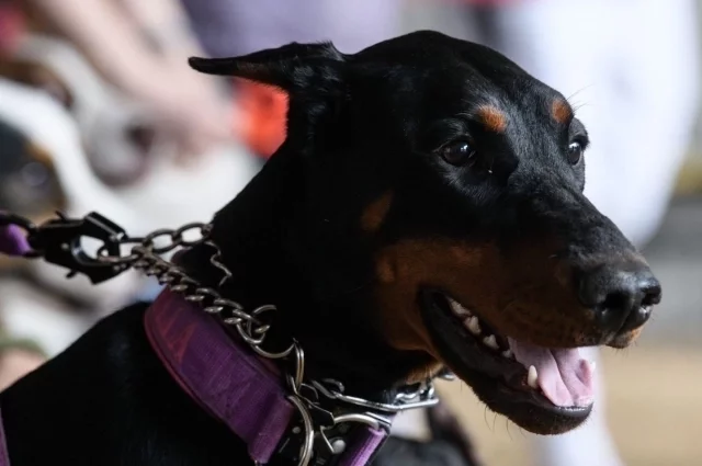 Хозяину лучше держать собаку на поводке.