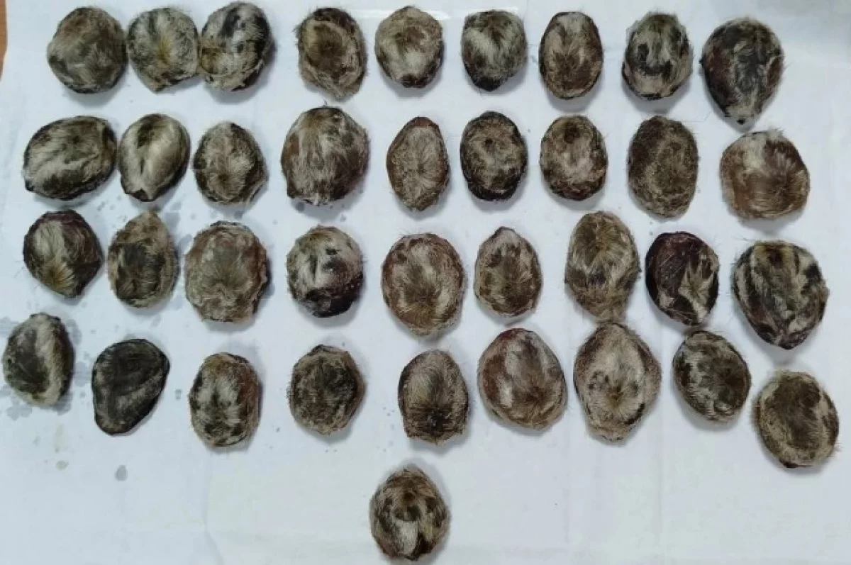 В контрабанде желёз кабарги на 6 миллионов обвинили Иркутянина в Бурятии