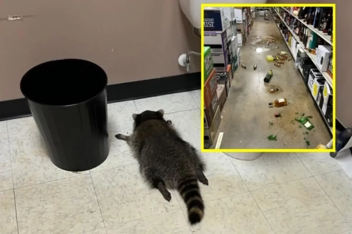 Пьяный енот в Вирджинии устроил погром в винном магазине, став звездой мерча