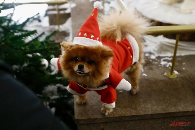 Посетители приходят на Манежную площадь, уже «заряженные» новогодним настроением. Это отражается и на нарядах их питомцев.