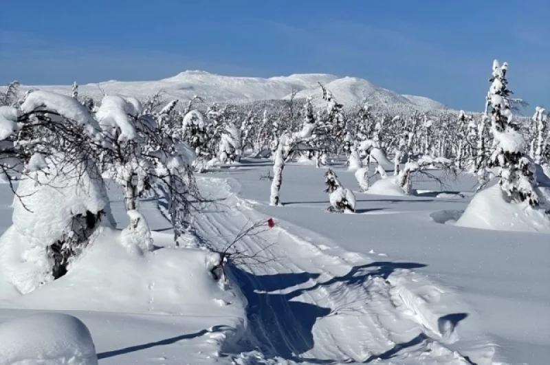 Рядом с Ослянкой находятся таёжные леса.