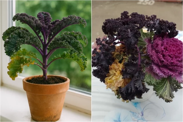 Капуста листовая в горшке на подоконнике; капуста листовая и безголовчатая декоративная в горшке.