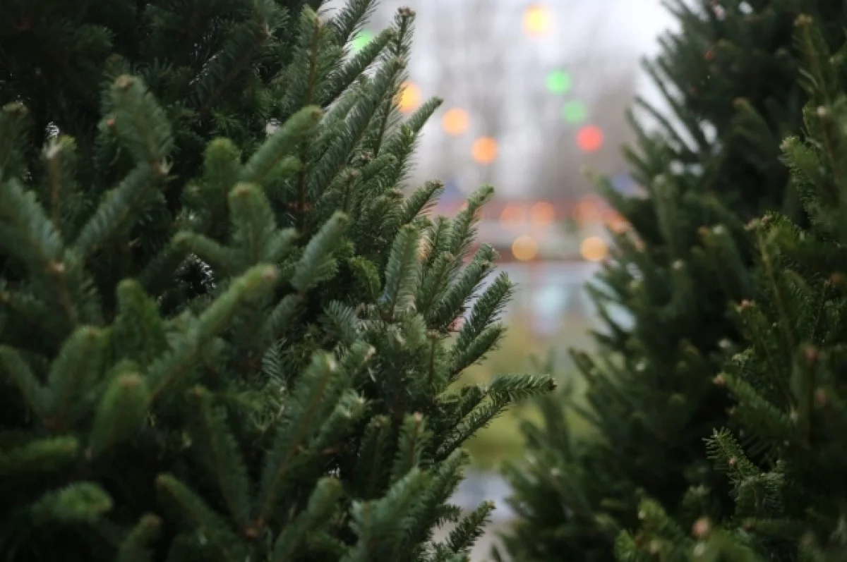 Елочные базары в Брянске откроются 18 декабря