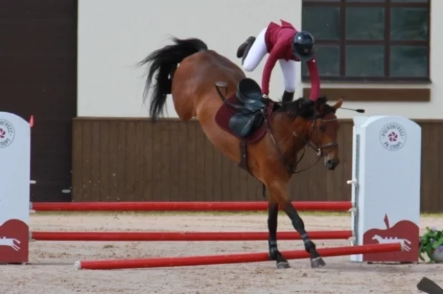 Лошадь норовиста и запросто может сбить седока 