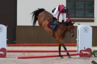 Лошадь норовиста и запросто может сбить седока 