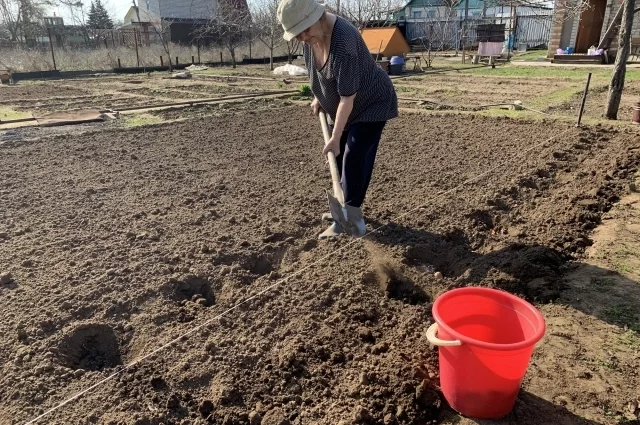 Май — время посадки картофеля.