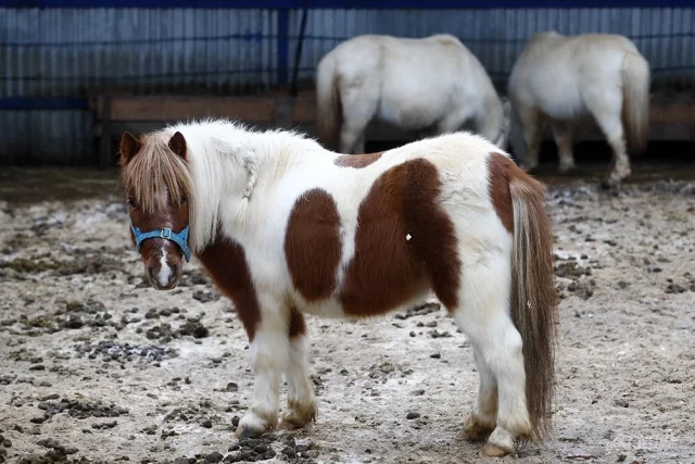 Aif.ru побывал на ферме «Костин двор», где разводят лошадок, рост которых не выше собаки.