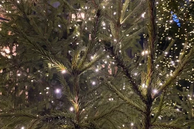 Хвойные деревья на дачных участках, тем более застроенных давно, встречаются нечасто.