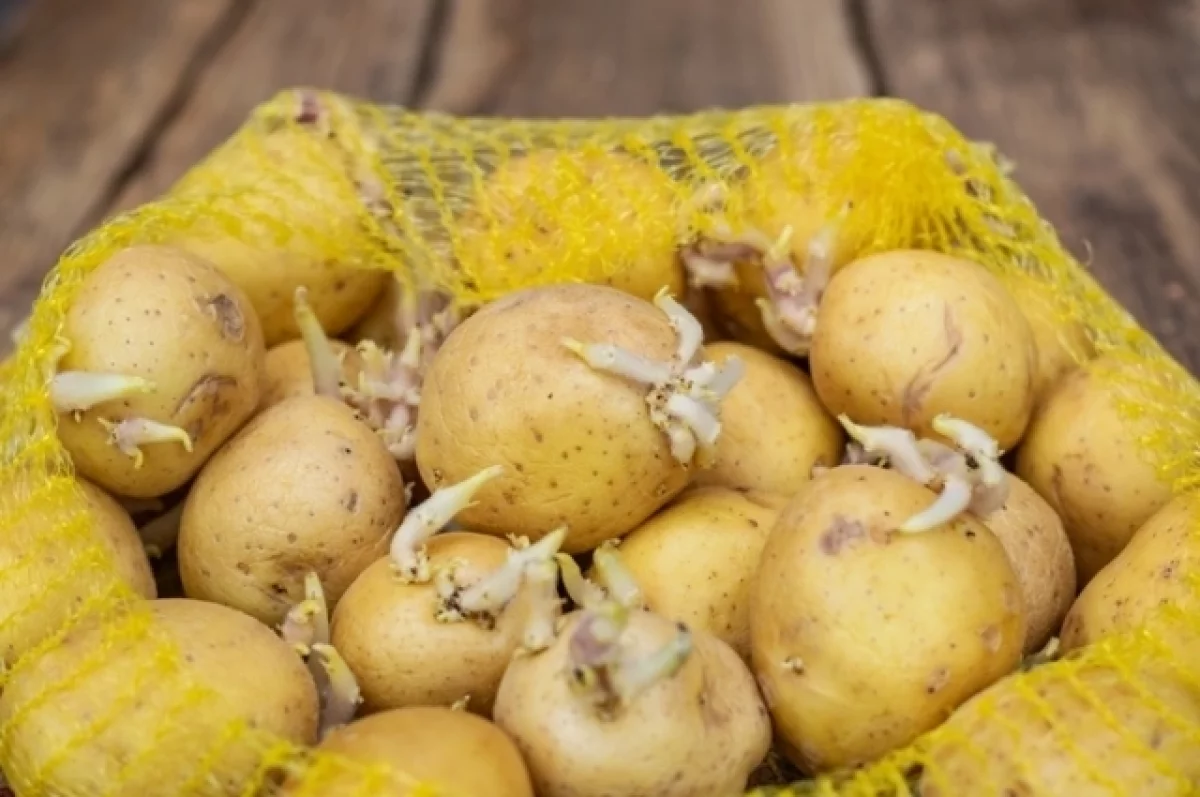 В Карелии выросли цены на картошку, огурцы и лук