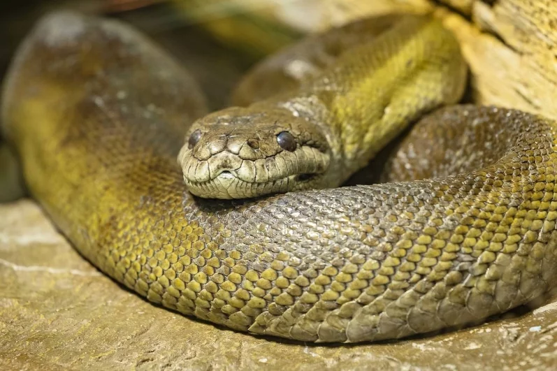 Еще одна змея.