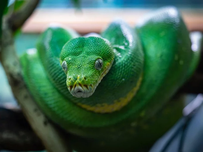 Рептилии любят сворачиваться в клубочек.