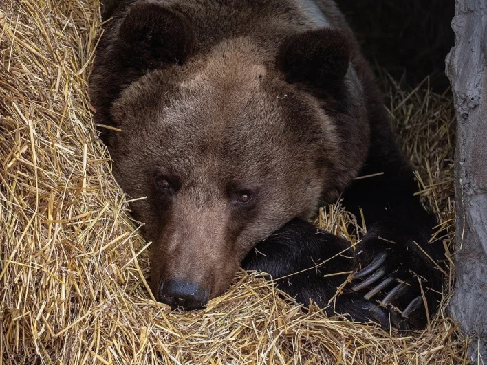 Свернувшийся в клубочек бурый медведь лежит на сене.