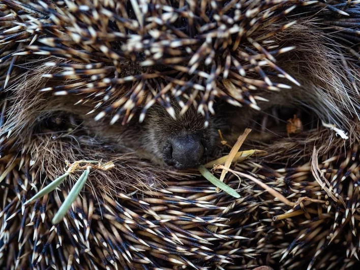 Клубочек с шипами.