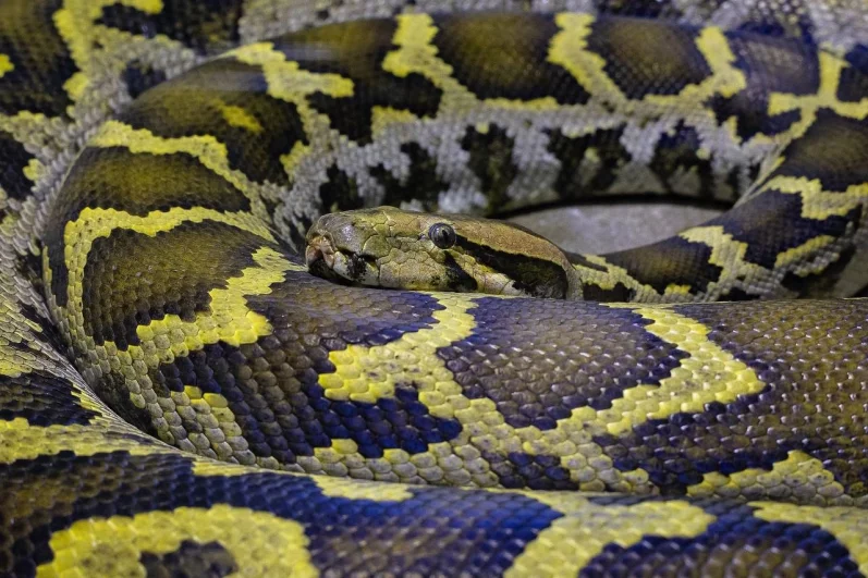 Змея свернулась в кольцо.