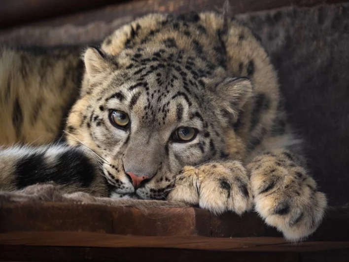 Снежный барс.