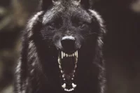 После гибели девочки в РТ меняют законодательство в отношении собак