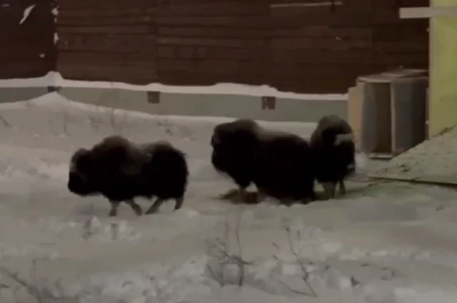 Новые звери прибыли в Пермь из природного парка «Ингилор».