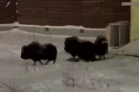 Новые звери прибыли в Пермь из природного парка «Ингилор».