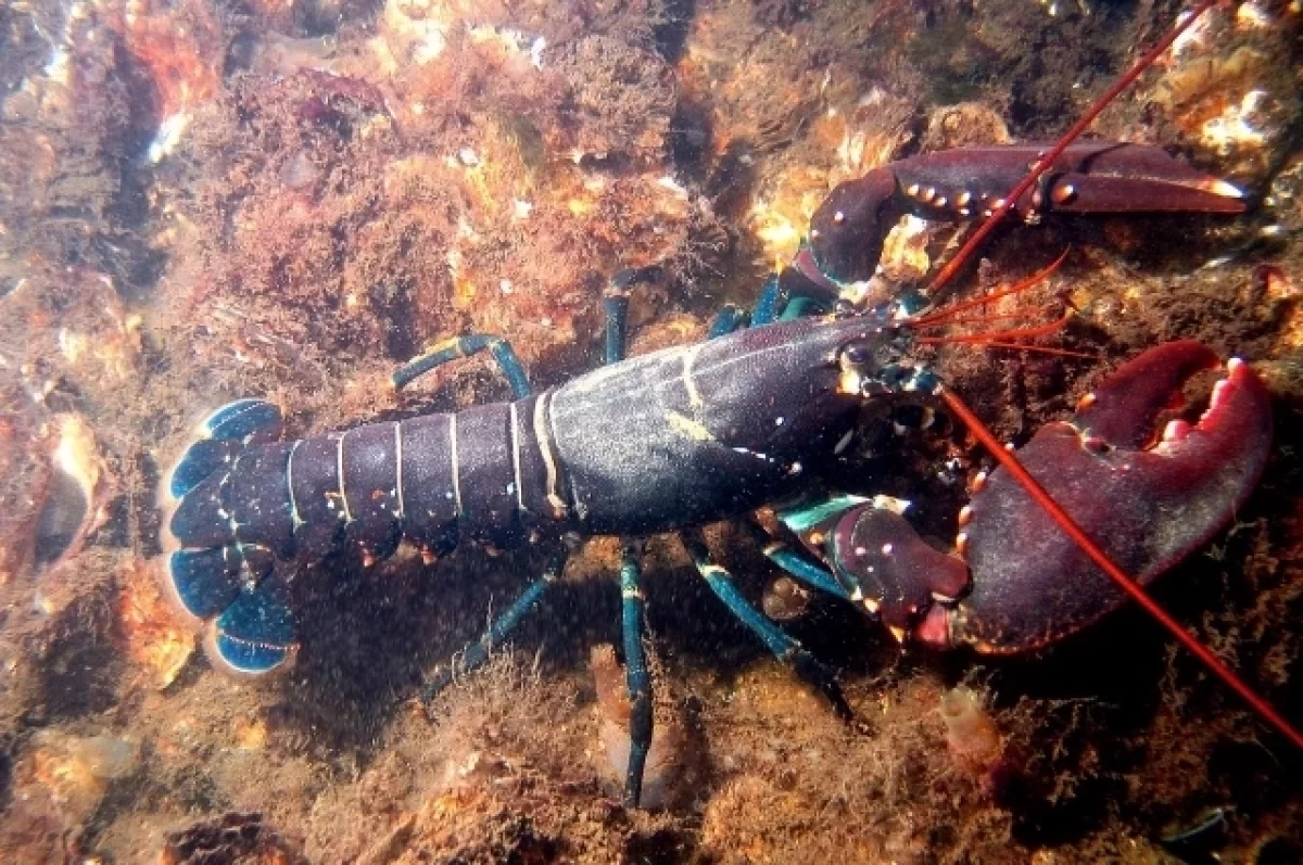 Великобритания планирует запретить варку живых лобстеров и ужесточить правила охоты