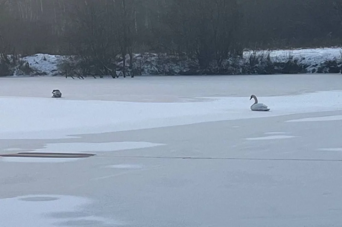 Главное, чтоб кормили. В Подмосковье спасают замерзающих на реке лебедей