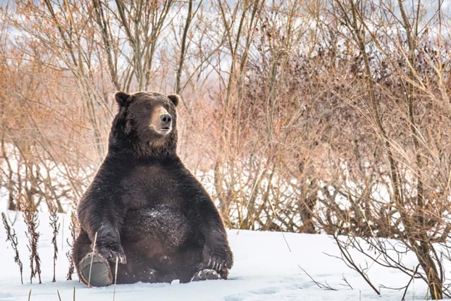 «Присел на дорожку», финалист выставки «Зимние истории» на Тверском бульваре в Москве.
