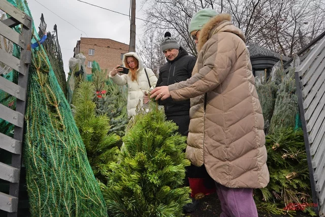 Цены на ёлочных базарах Новосибирска незначительно превышают прошлогодние: рост составил 5-10 %, некоторым торговцам удалось и вовсе сохранить их на уровне 2024 года.
