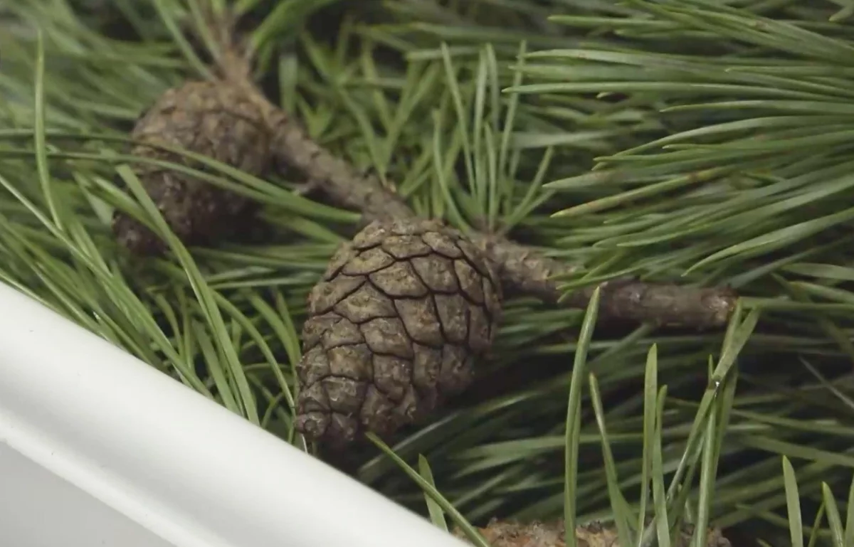 В ФГБУ ВНИИЗЖ проводят исследования рождественских деревьев