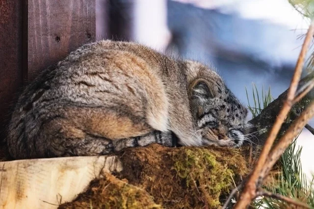 Зимой Борис находится в режиме экономии энергии
