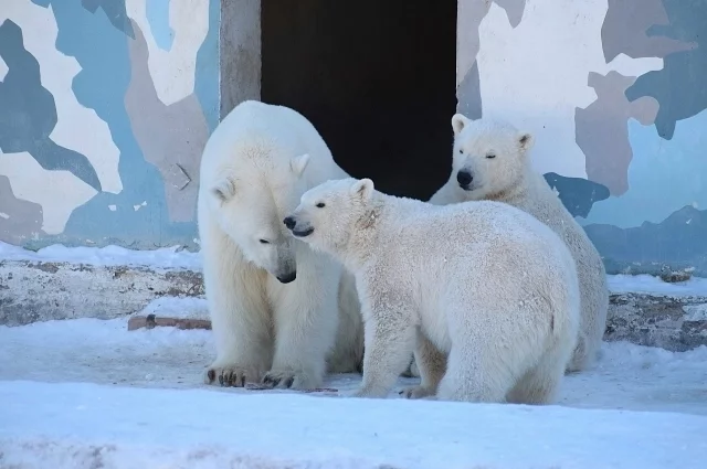 В 2025 году в якутском зоопарке на свет появились двое чудесных медвежат, которых назвали Вилюй и Яна